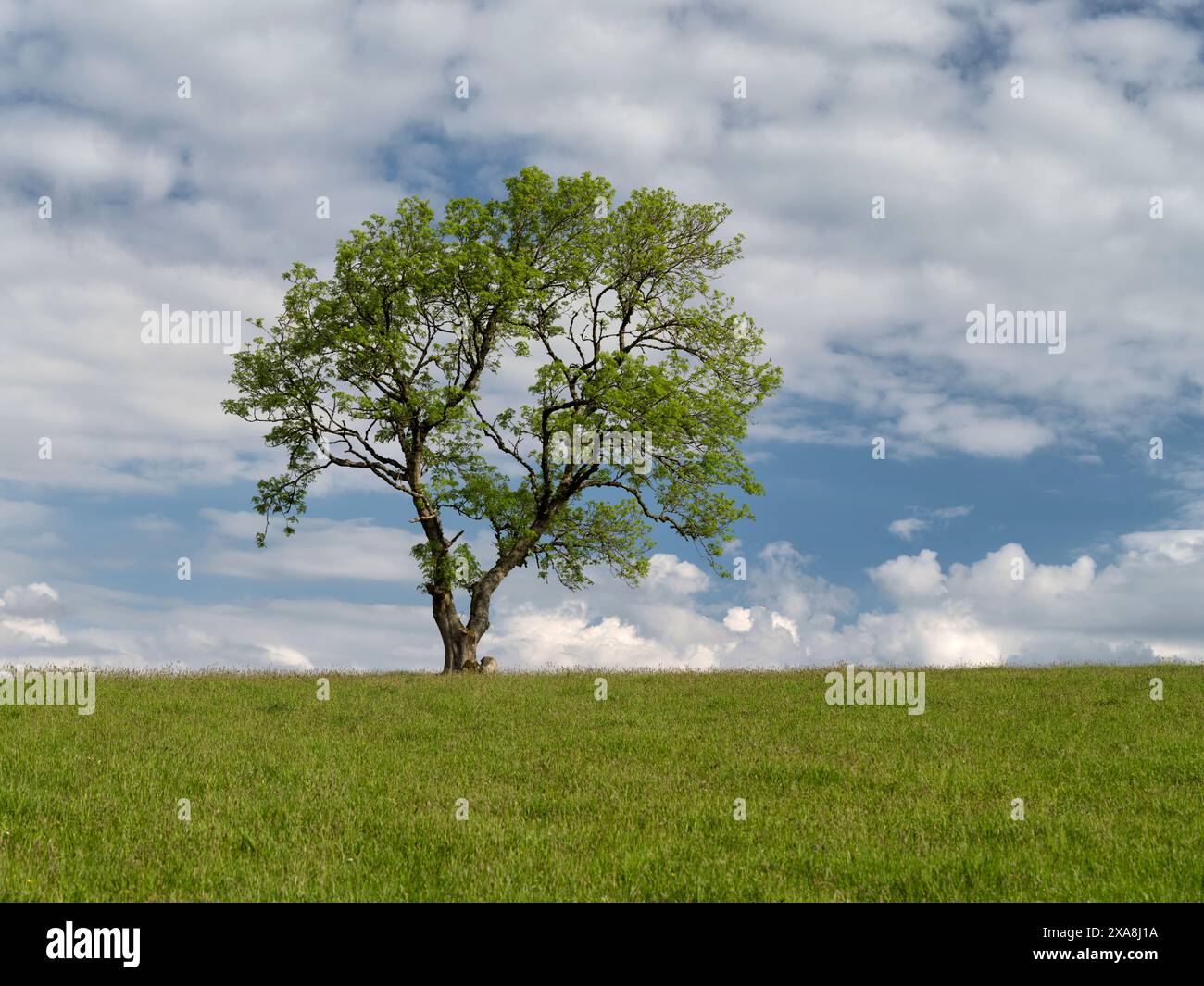 Arbre solitaire unique à l'horizon entre un champ vert et le ciel bleu avec des nuages blancs par une journée ensoleillée à Snowdonia près de Dolgellau Banque D'Images