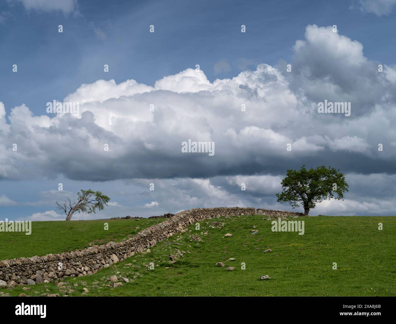 Arbre solitaire et mur de pierre courbé près de Dolgellau à Snowdonia Banque D'Images