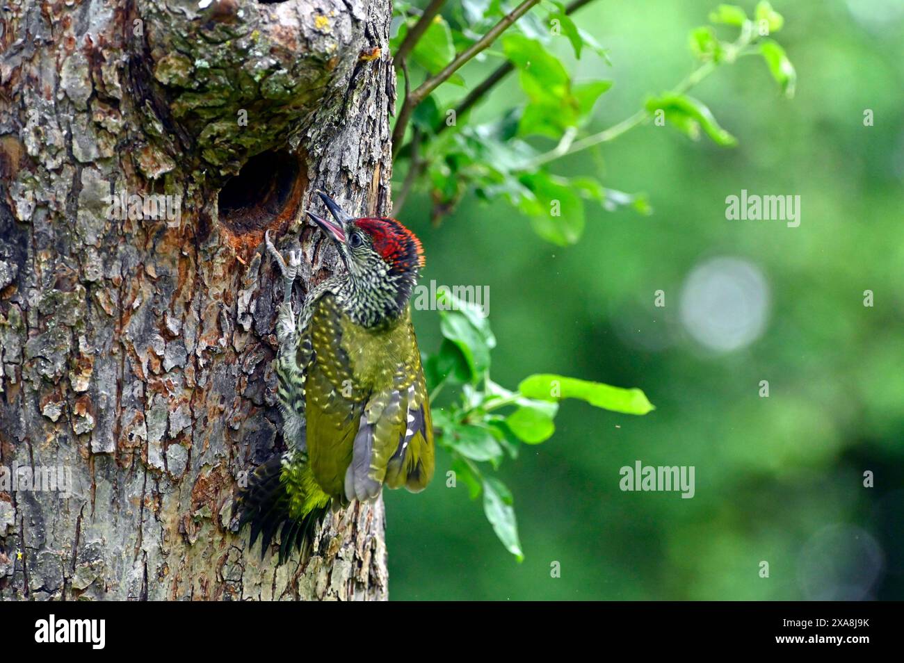 Pic vert (Picus viridis). Juvenile a quitté le nid et s'accroche à l'écorce de l'arbre. Allemagne Banque D'Images