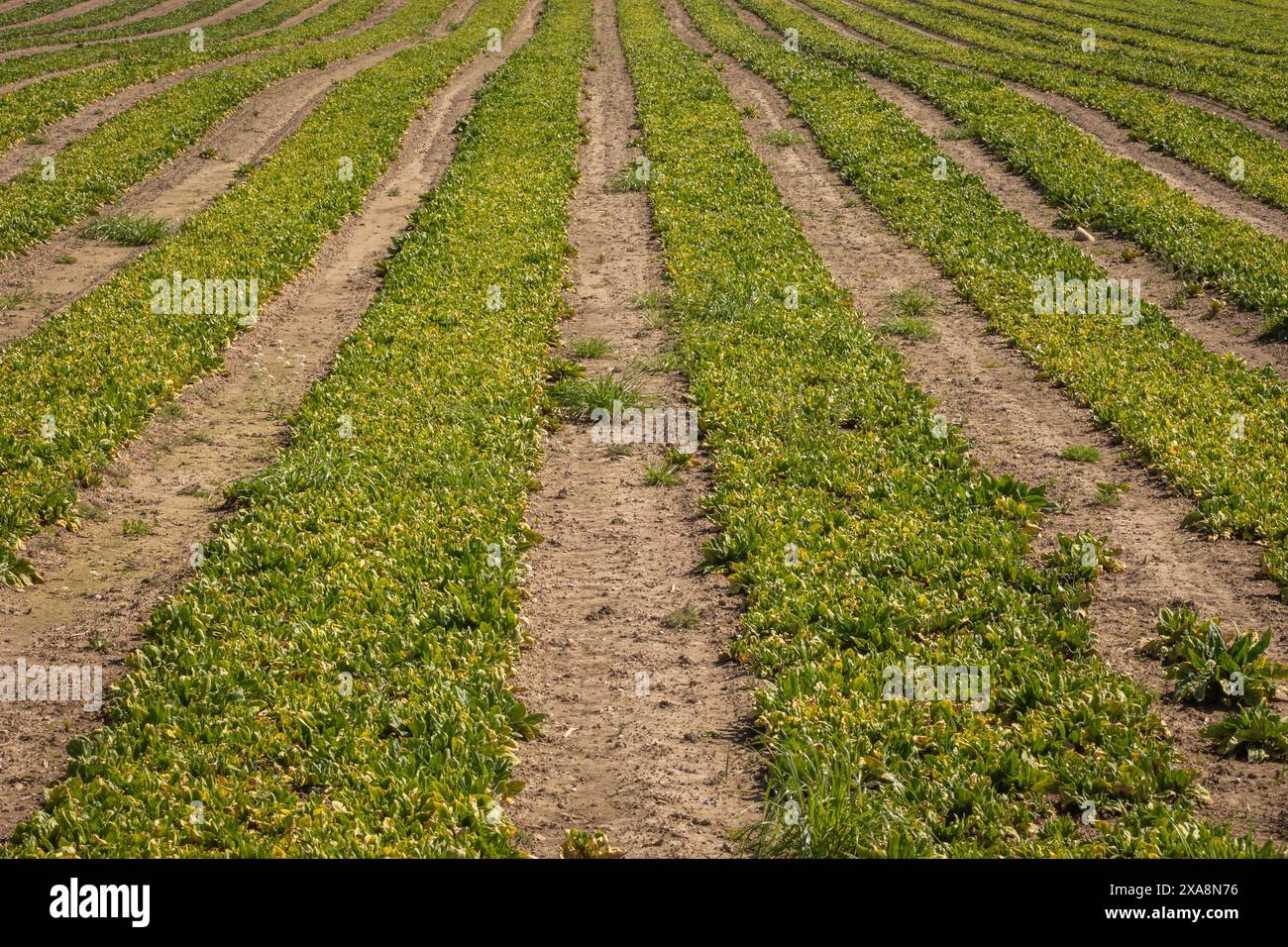 Préparer les champs pour une nouvelle saison agricole Banque D'Images Préparer les champs pour une nouvelle saison agricole Banque D'Images