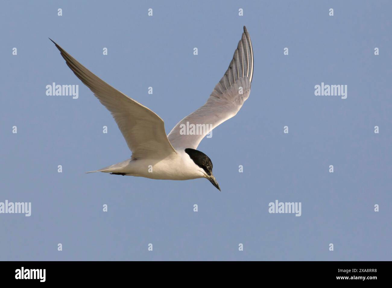 Sterne à bec de mouette (Gelochelidon nilotica, Sterna nilotica), en vol, vue latérale, Koweït Banque D'Images