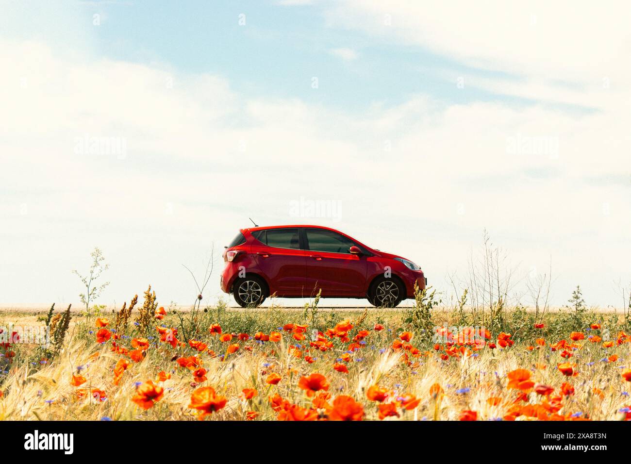 Voiture rouge sur le pavot et champ de blé au premier plan. Voyages estivaux. Voyage en Ukraine. Paysage d'été de paysage avec voiture rouge sur fond. Banque D'Images