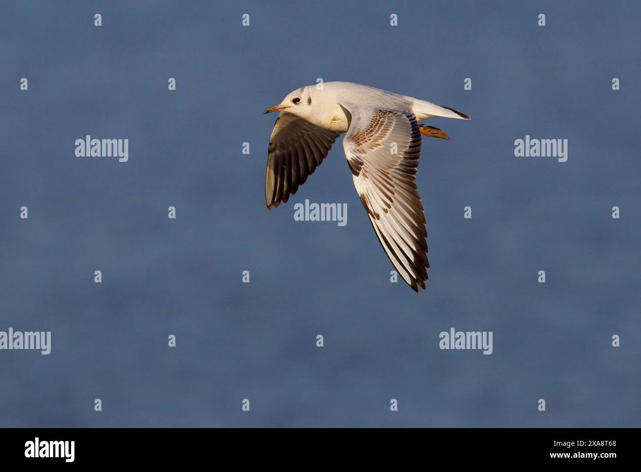 Goéland à tête noire (Larus ridibundus, Chroicocephalus ridibundus), volant en plumage hivernal, vue de côté, Italie, Toscane Banque D'Images