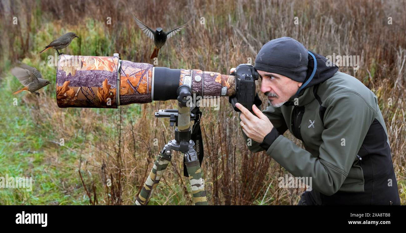 Rouge noir (Phoenicurus ochruros), perché sur le téléobjectif d'un photographe d'oiseaux, d'autres volant autour de l'objectif, Italie, Toscane Banque D'Images