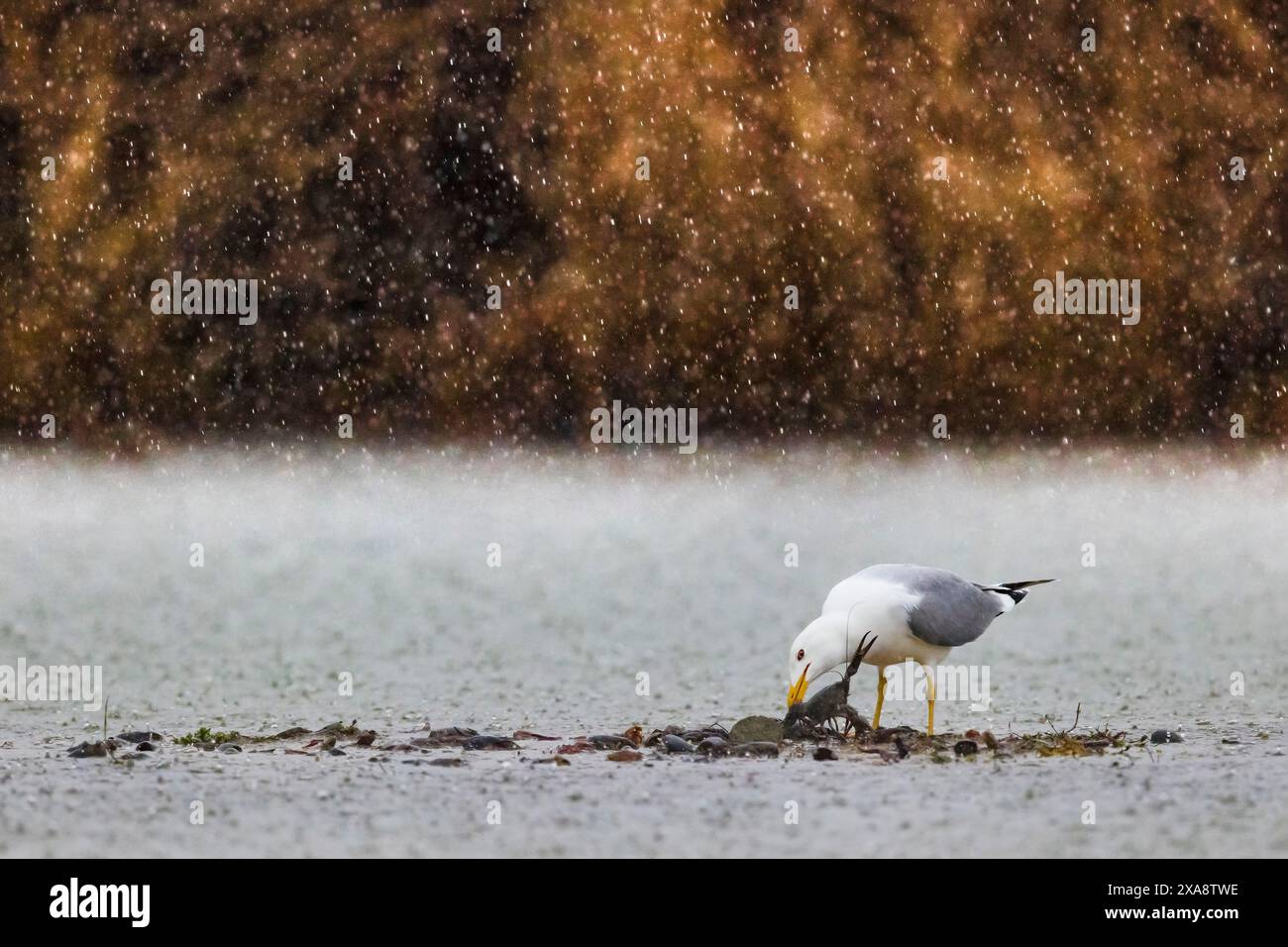Mouette à pattes jaunes (Larus michahellis, Larus cachinnans michahellis), attrapant une écrevisse américaine sur la plage sous la pluie, Italie, Toscane Banque D'Images