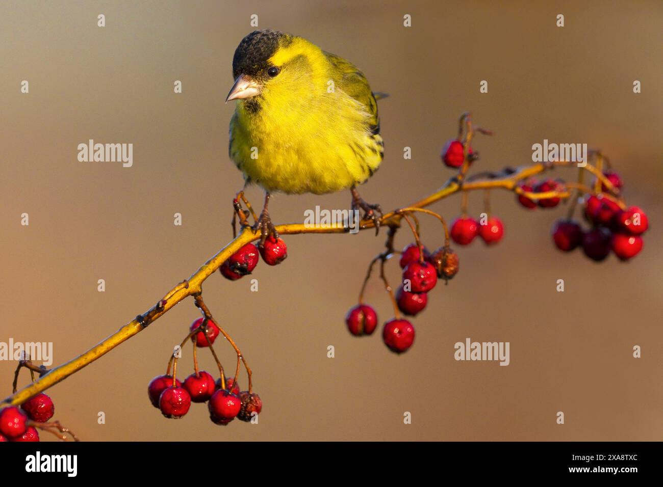 Siskin d'épicéa, siskin eurasien, siskin européen, siskin commun, siskin (Spinus spinus, Carduelis spinus), mâle perché sur une brindille avec rowanberrie rouge Banque D'Images