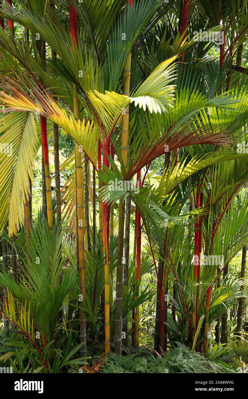Gros plan sur les troncs rouges, les feuilles vertes et les nervures ...