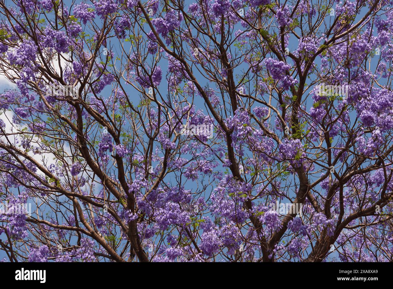 jacaranda arbre en fleur contre le ciel bleu, expérience africaine Banque D'Images