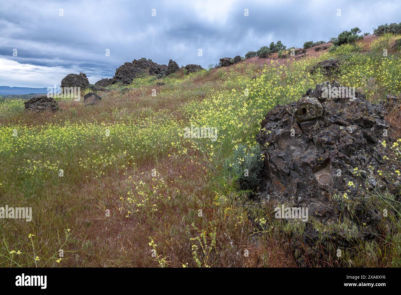 Formations rocheuses de basalte et Prairie dans Columbia National Wildlife refuge, WA Banque D'Images