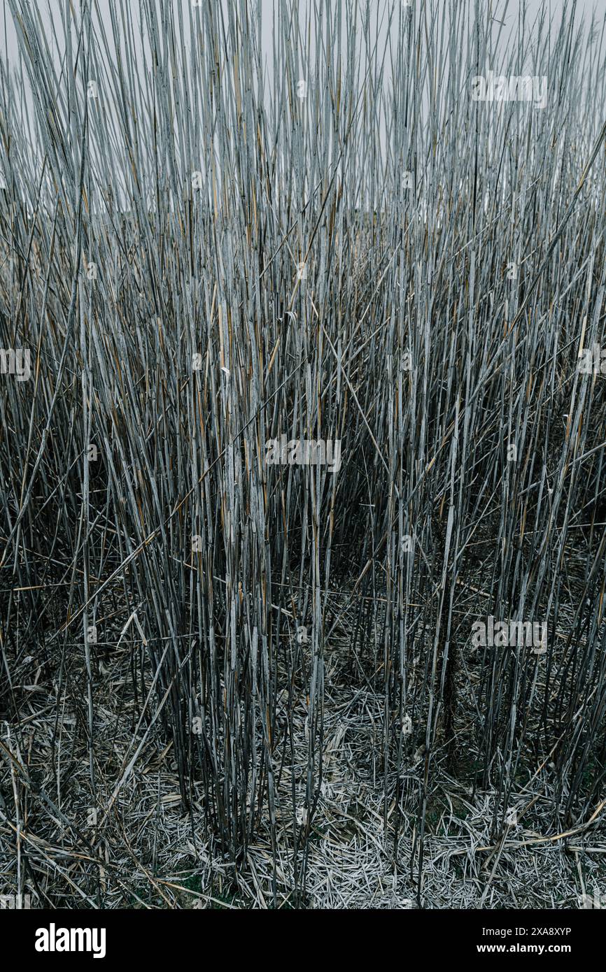 Reed Grass au Columbia National Wildlife refuge, WA Banque D'Images