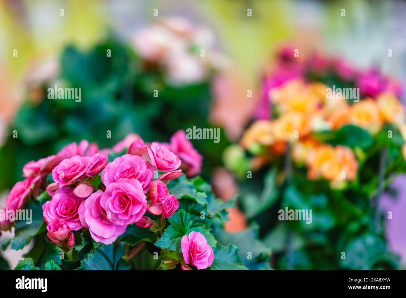 serre de pépinière de jardin, bouquet de roses, commerce avec diverses fleurs Banque D'Images