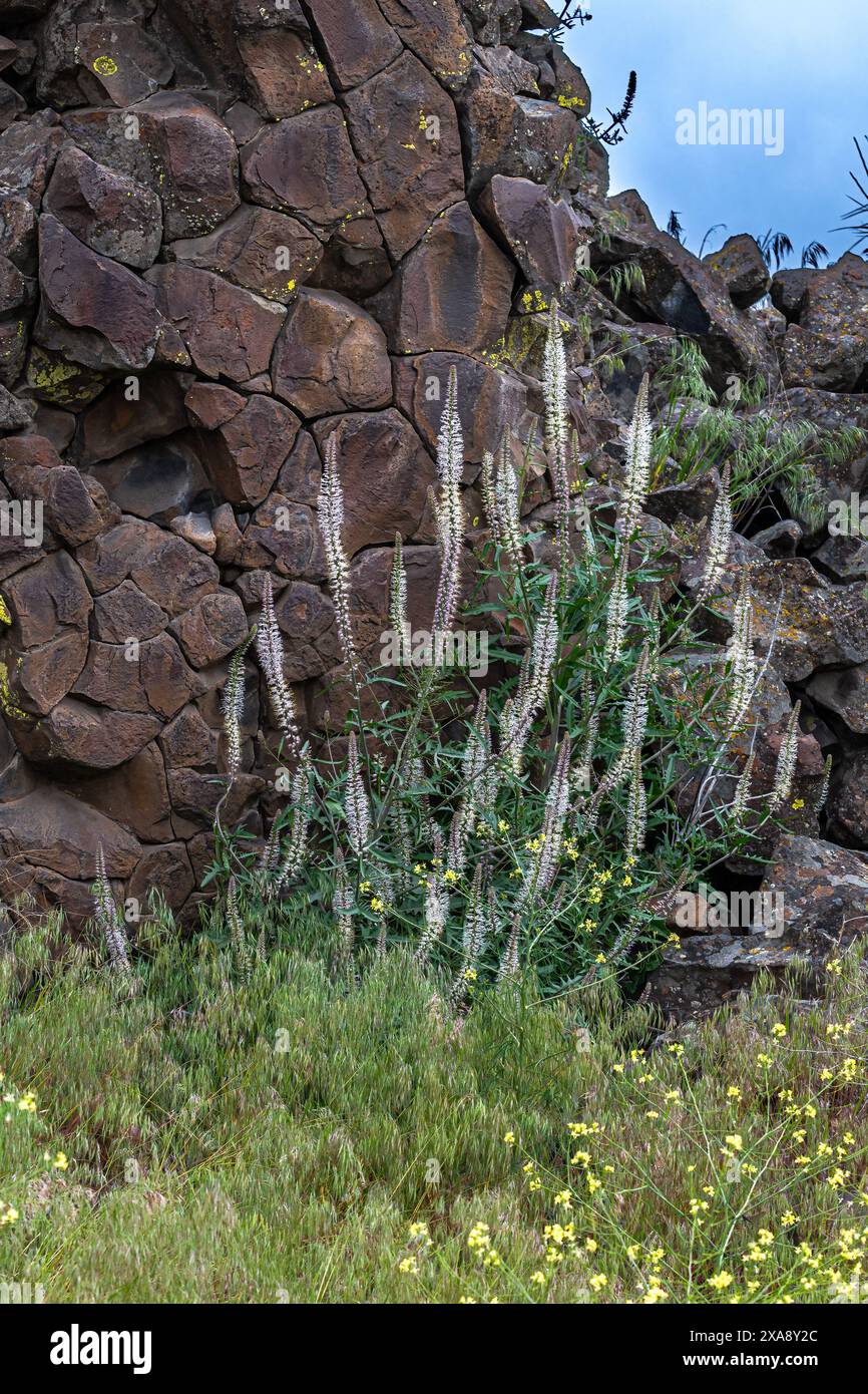 Racine de Culver (Veronicastrum virginicum) dans le Columbia National Wildlife refuge, WA Banque D'Images