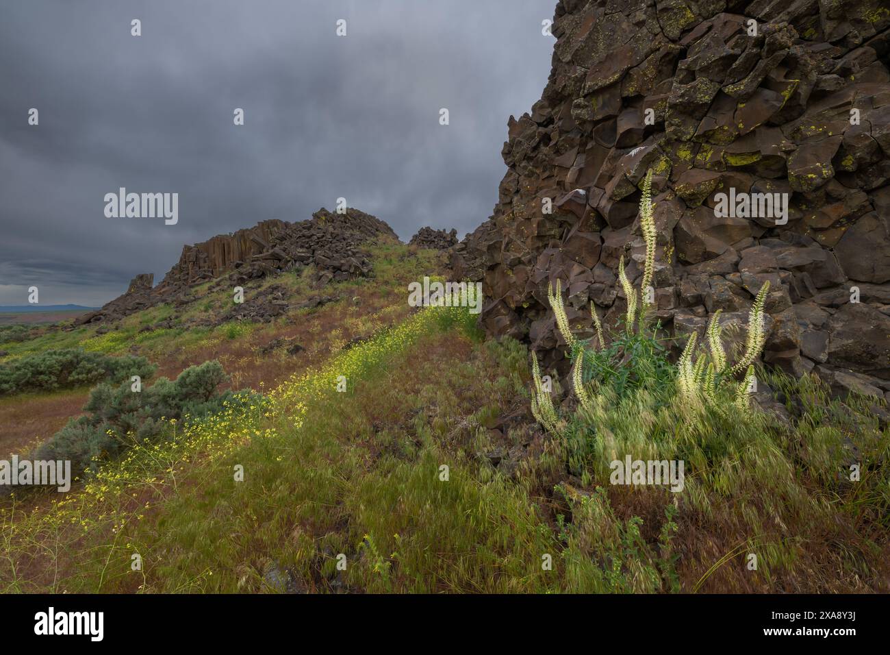 Racine de Culver (Veronicastrum virginicum) dans le Columbia National Wildlife refuge, WA Banque D'Images