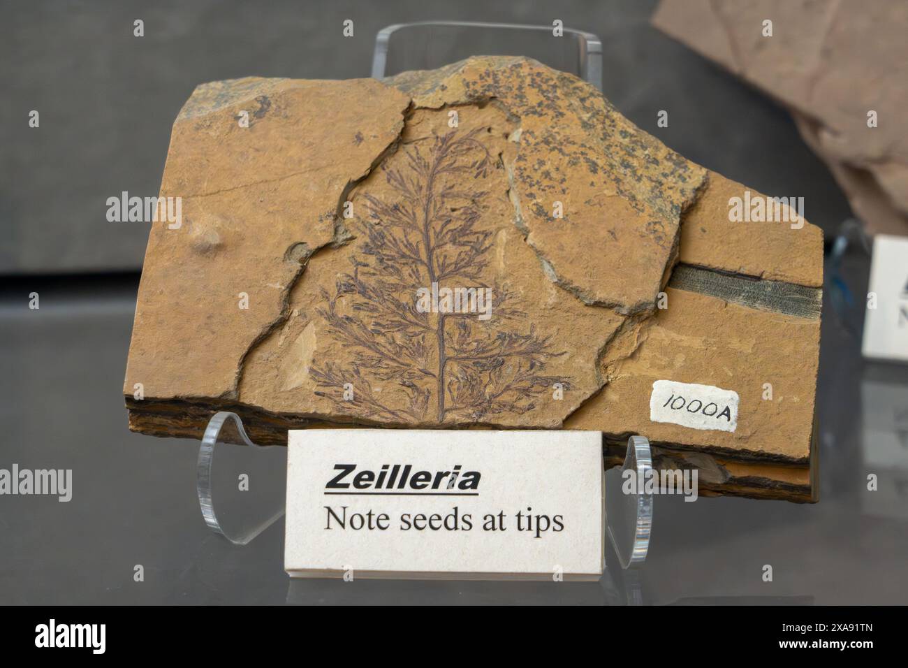 Zeilleria fossilisée, une fougère à graines, au musée de paléontologie BYU à Provo, Utah. Banque D'Images