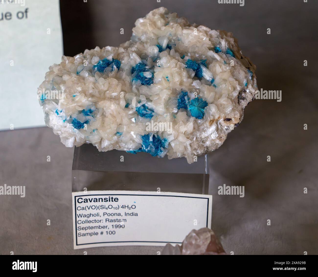 Spécimen de Cavansite au Musée de Paléolontolgie de l'Université Brigham Young, Provo, Utah. Banque D'Images