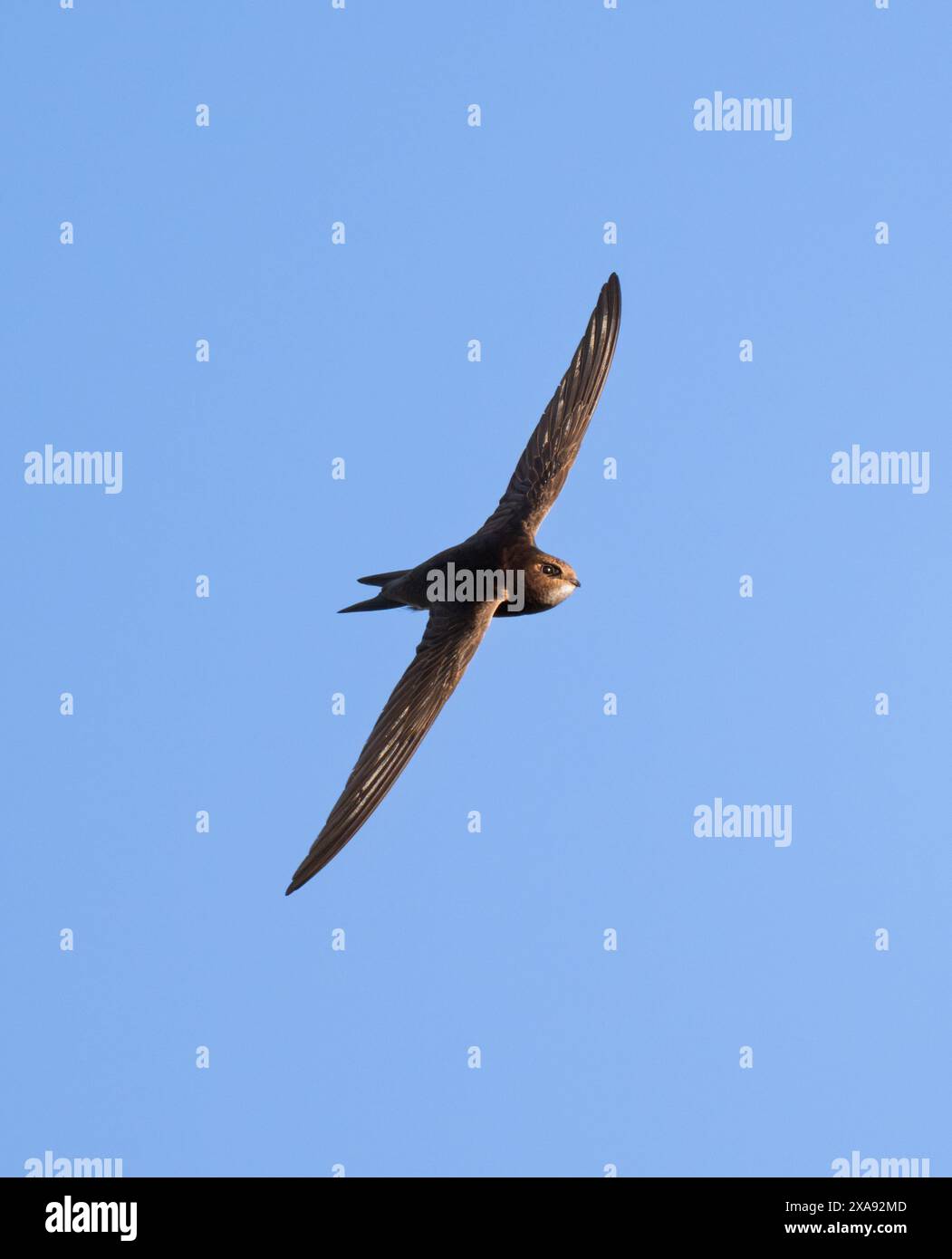 Un Swift (Apus apus) attrapant des insectes sur l'aile, Oxfordshire Banque D'Images