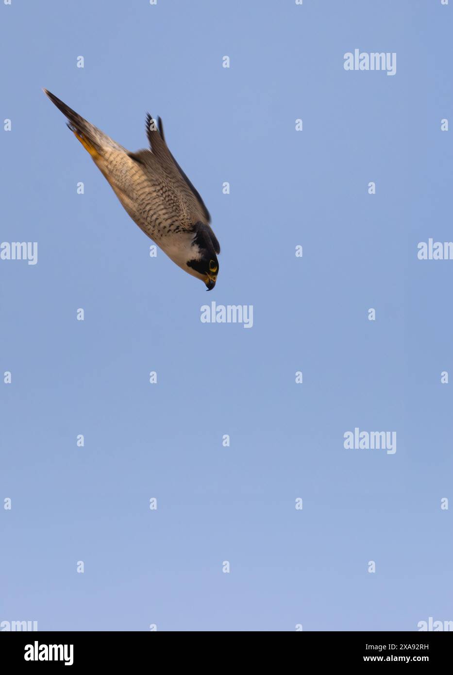 Faucon pèlerin mâle adulte (Falco peregrinus) dans un tabouret de proie, Norfolk Banque D'Images