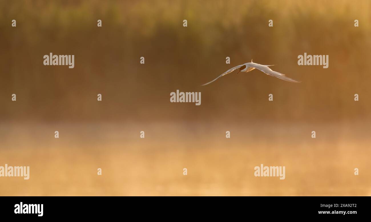 Une Terne commune (Sterna hirundo) en vol au lever du soleil au-dessus d'un lac couvert de brume, Oxfordshire Banque D'Images