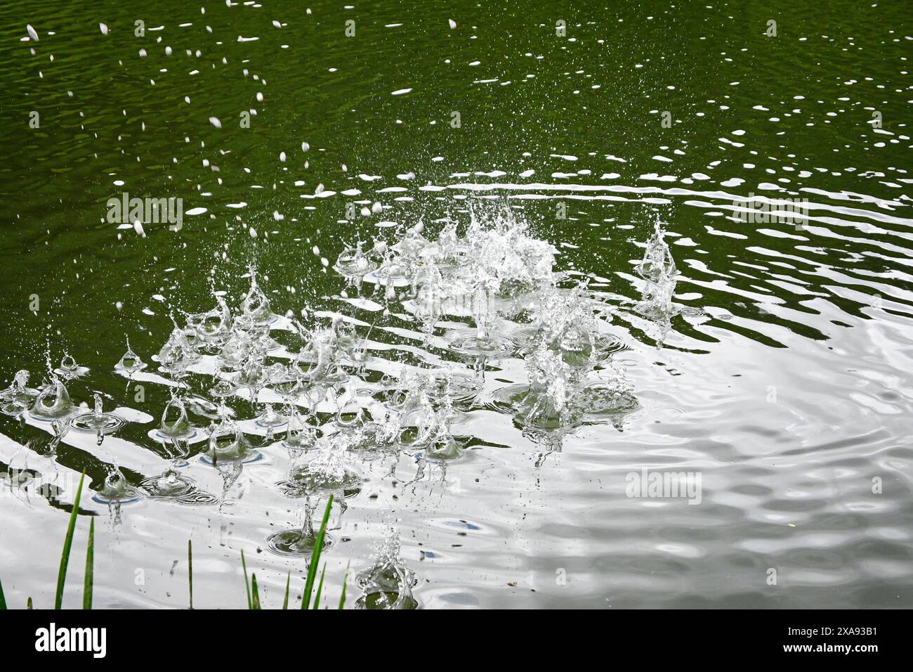 Capture nette des gouttelettes d'eau créant une éclaboussure dans un étang vert tranquille, avec des ondulations se propageant. Banque D'Images