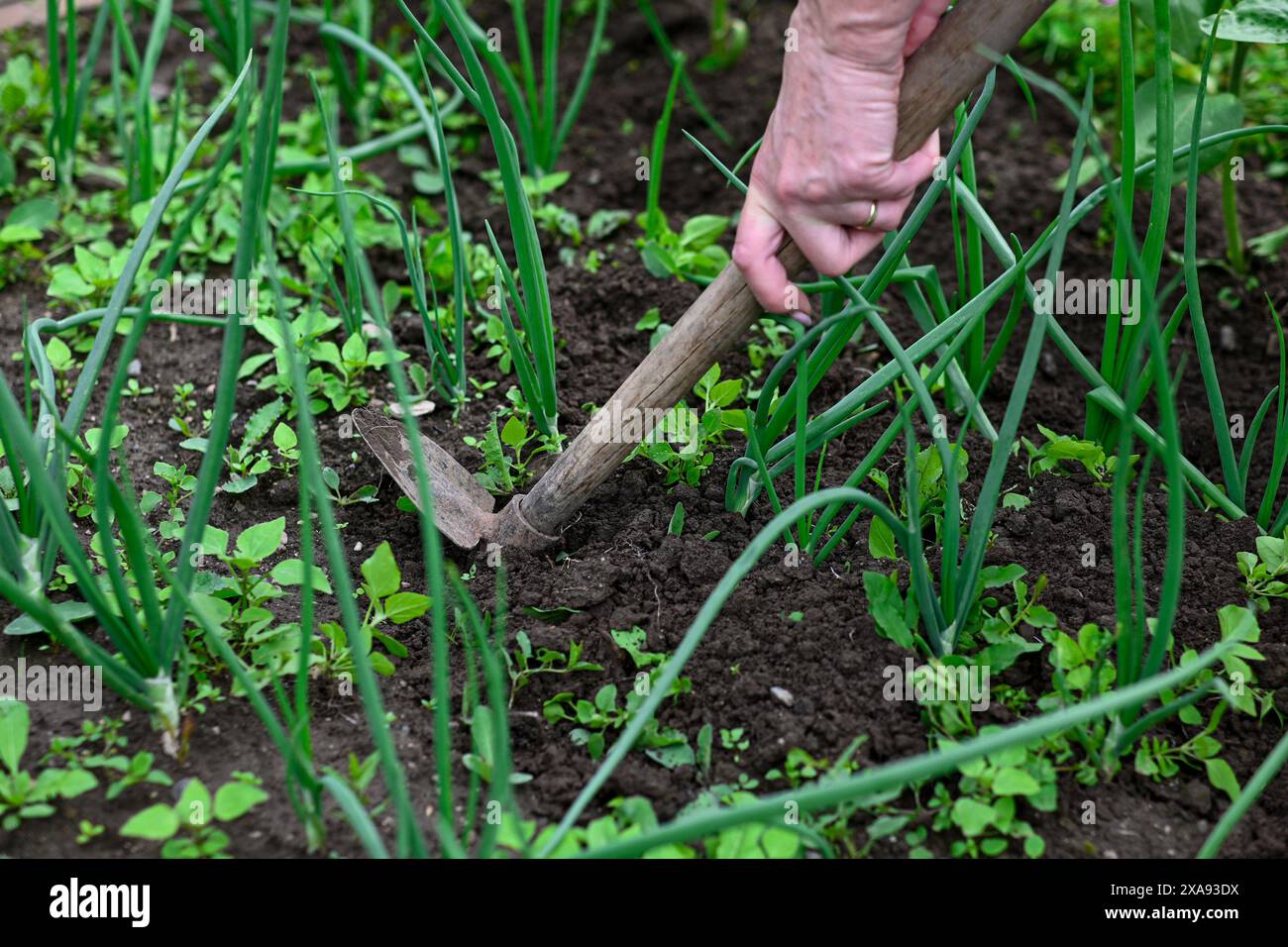 Gros plan d'une main tirant les mauvaises herbes parmi les plants d'oignons verts dans un lit de jardin. Banque D'Images