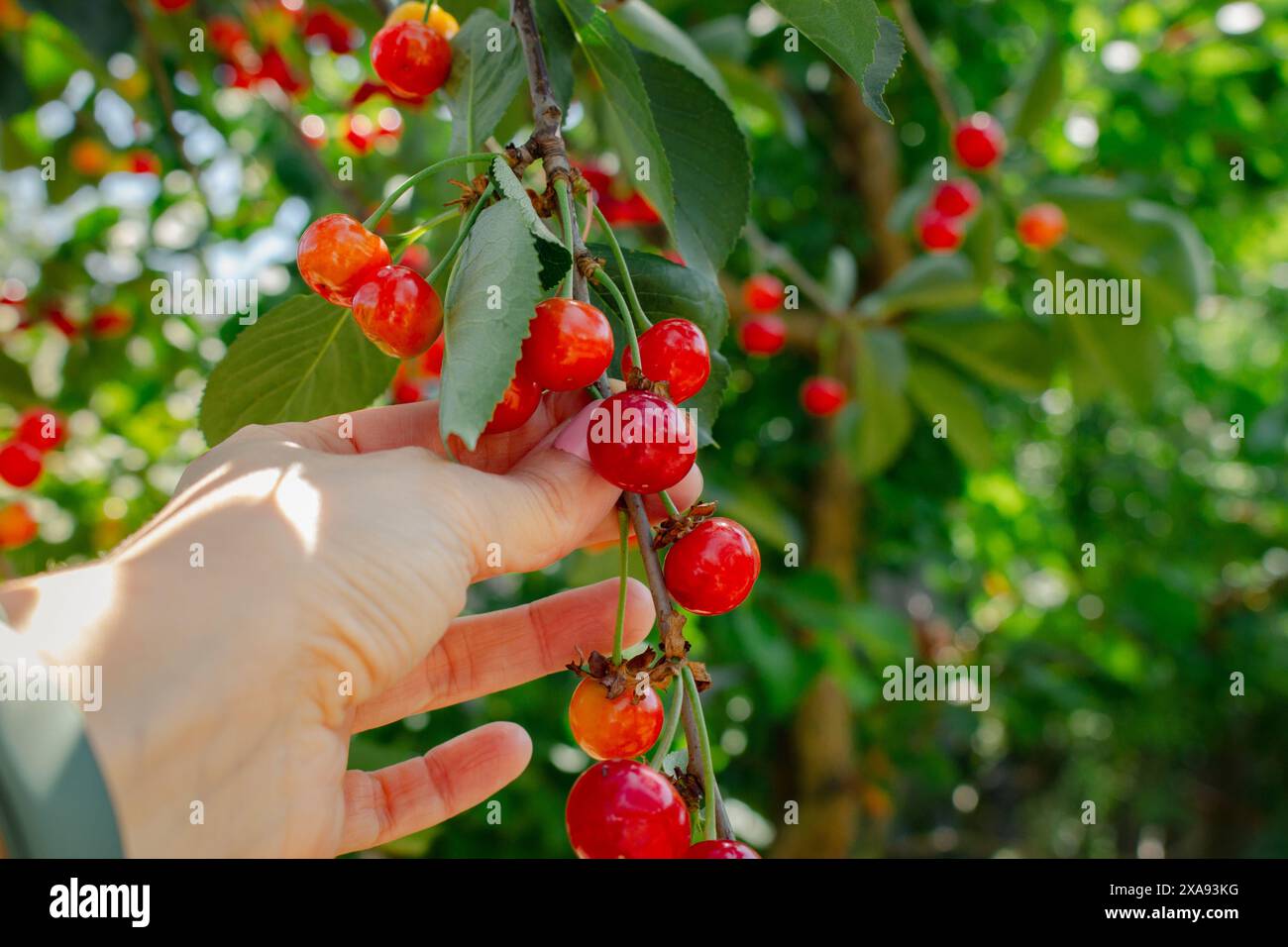 Cueillette à la main des cerises. Jardin de cerisiers. Concept de récolte d'été. Cueillette à la main des fruits de cerise. Arrière-plan d'été. Nature morte estivale. Banque D'Images