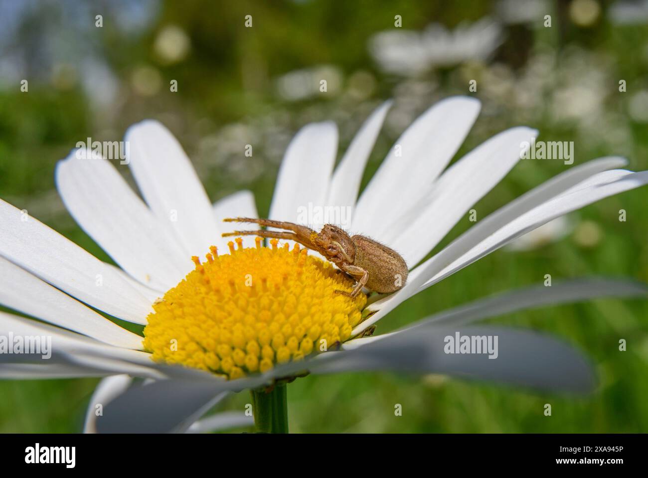 Araignée crabe commune (Xysticus cristatus) reposant sur une Marguerite Oxeye (Leucanthemum vulgare) attendant que la proie atterrisse Banque D'Images