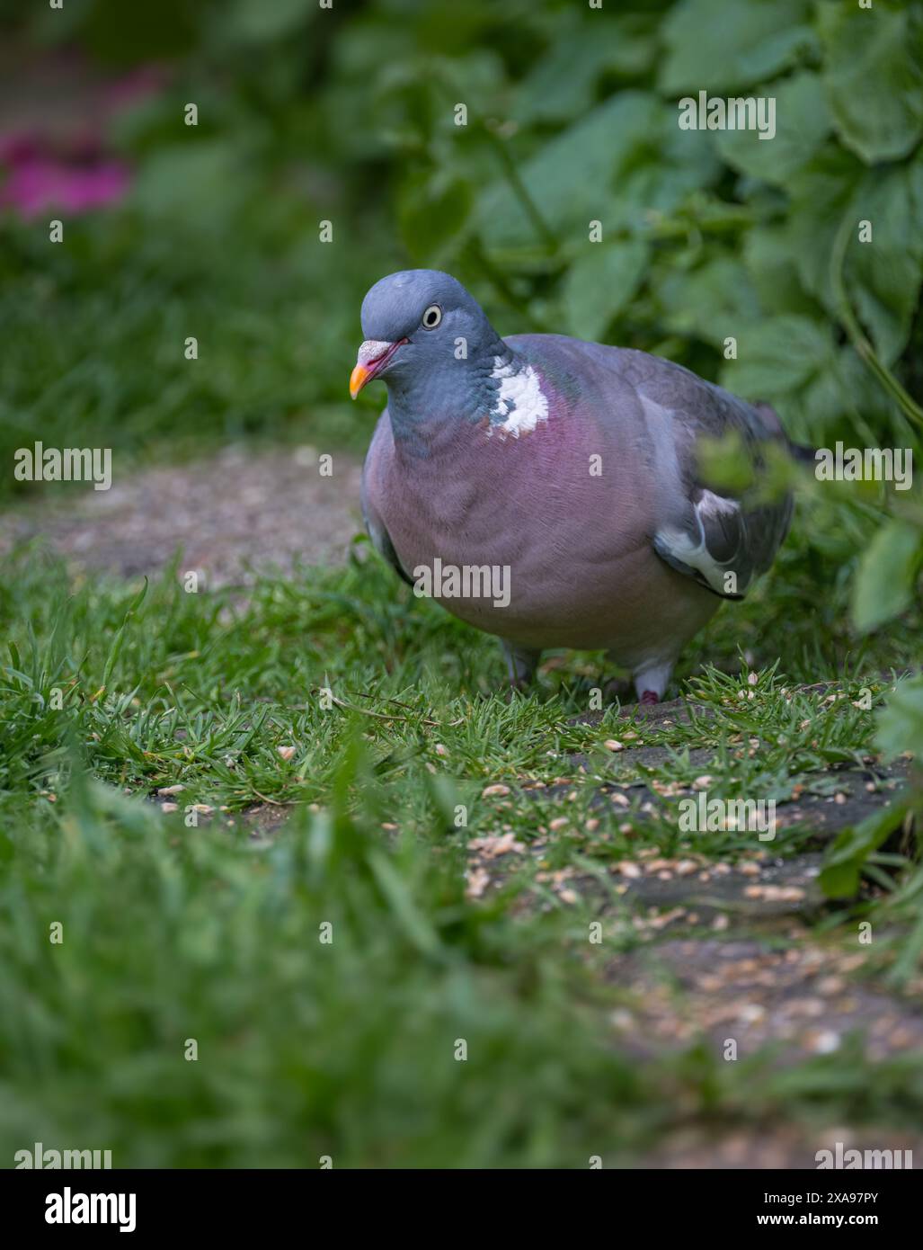 Lincolnshire, Angleterre Royaume-Uni - Pigeon de bois (Columba palumbus) ou Common Wood Pigeon recherche de nourriture dans un jardin de chalet Banque D'Images