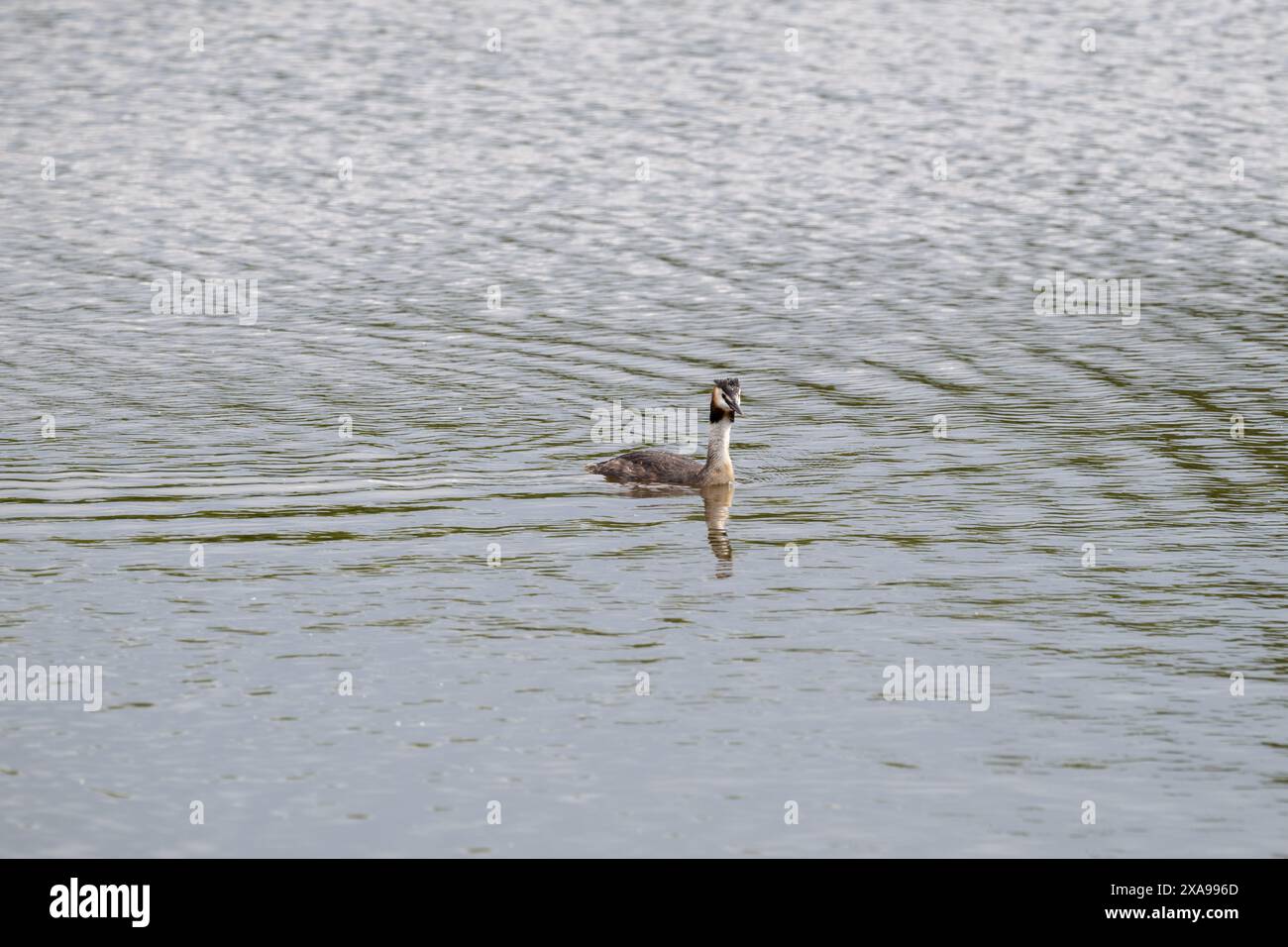 Une seule grande grèbe à crête [Podiceps cristatus] sur l'eau ouverte. Banque D'Images