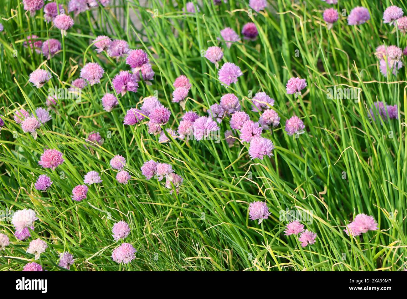 Oignon sauvage en fleurs sur l'île de l'archipel de Flällbacka sur la côte ouest de la Suède. Banque D'Images