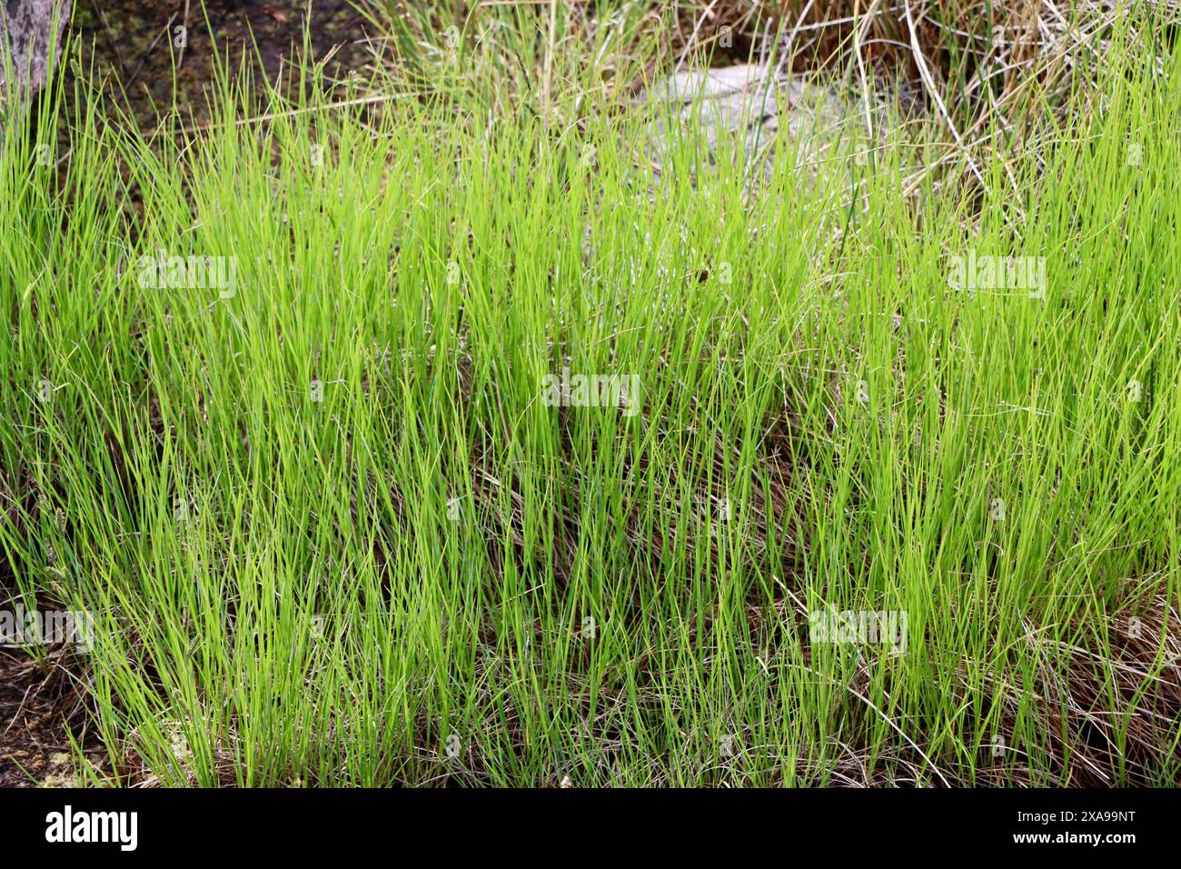 Herbe verte entre les formations rocheuses sur l'île dans l'archipel de Fjällbacka sur la côte ouest de la Suède Banque D'Images