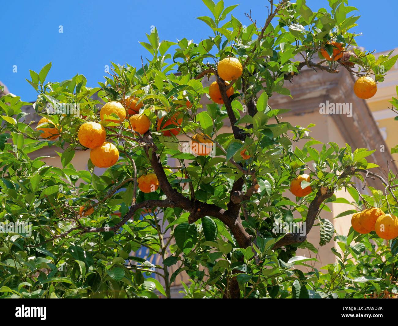 Des oranges mûres poussent sur un arbre avec pour toile de fond la cathédrale catholique de Sorrente. Banque D'Images