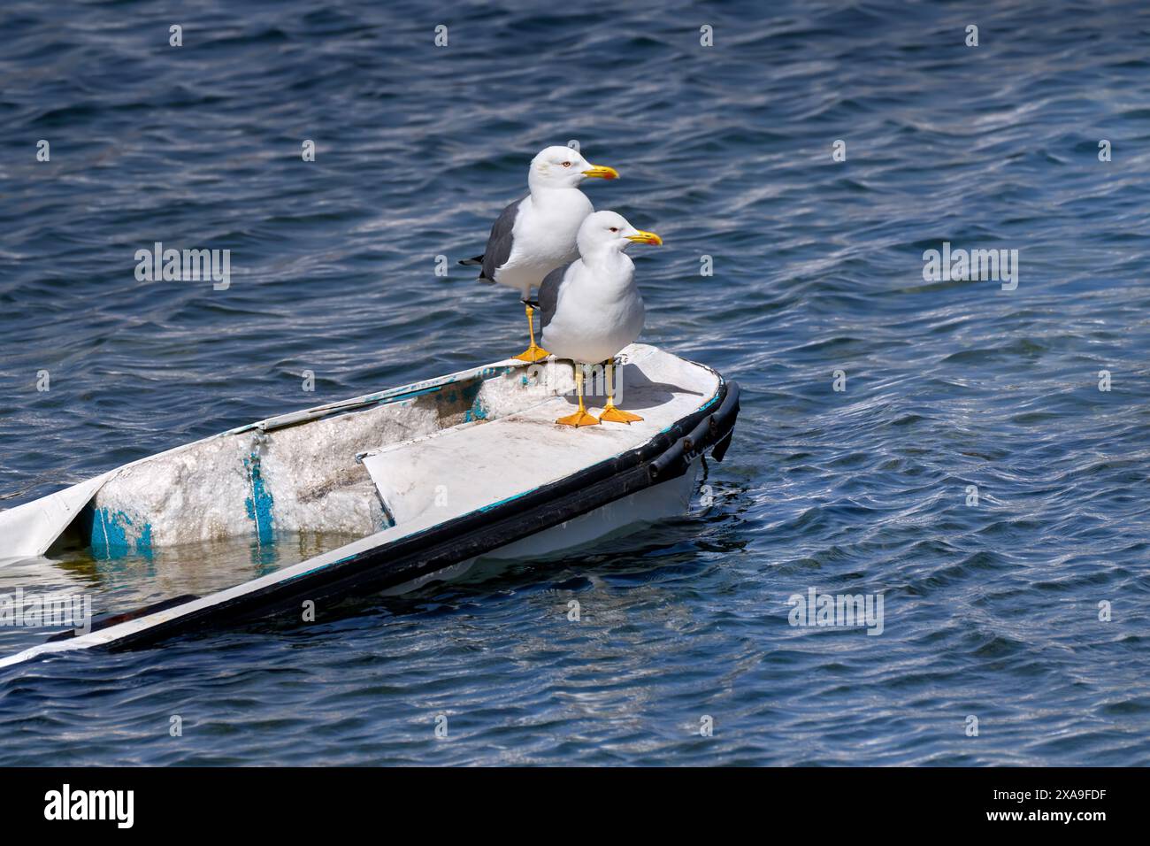 Deux mouettes à pattes jaunes (Larus michahellis) l'une derrière l'autre sur un bateau partiellement coulé Banque D'Images