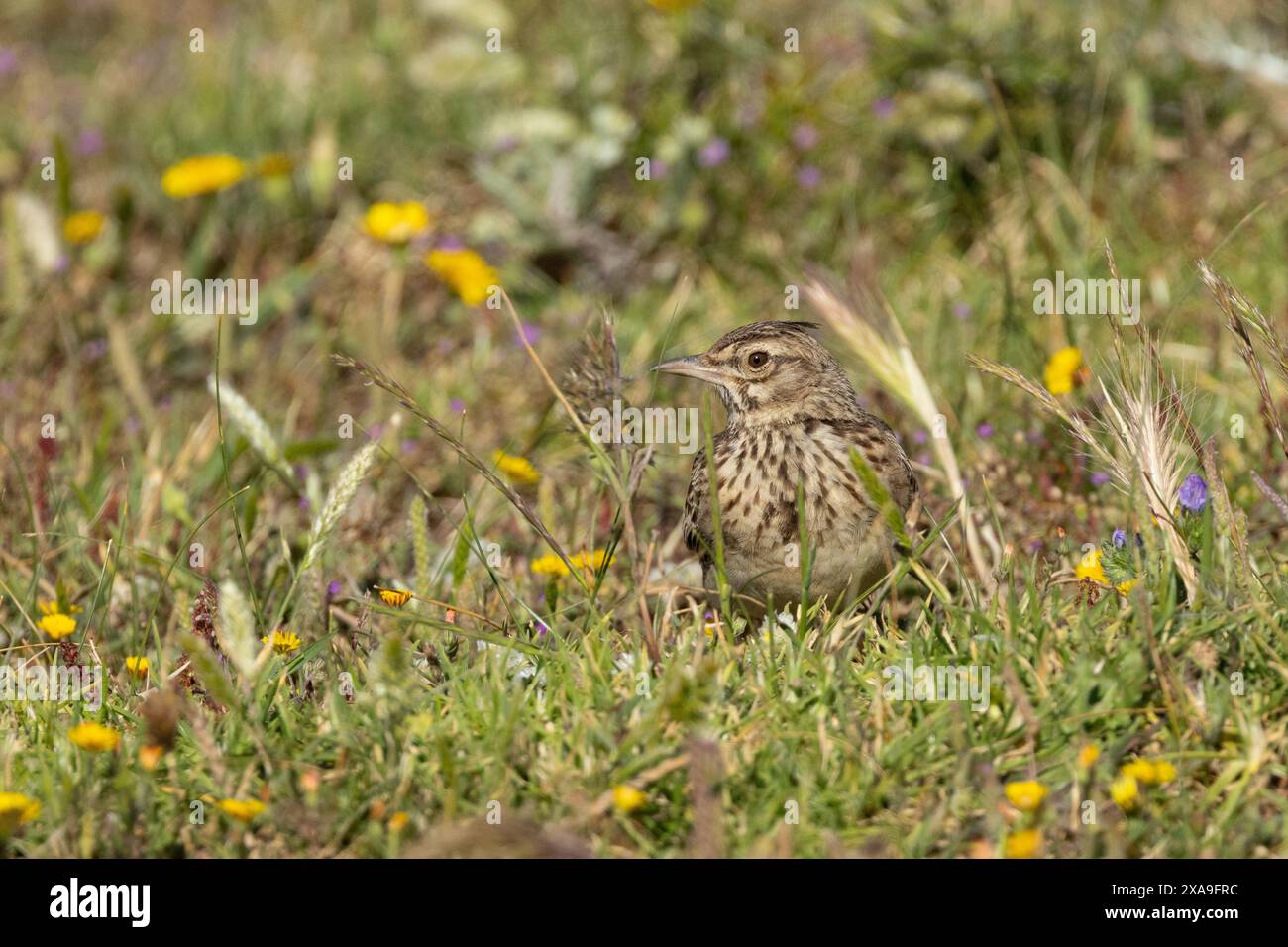 Lark à crête (Galerida cristata) Andalousie, Espagne Banque D'Images