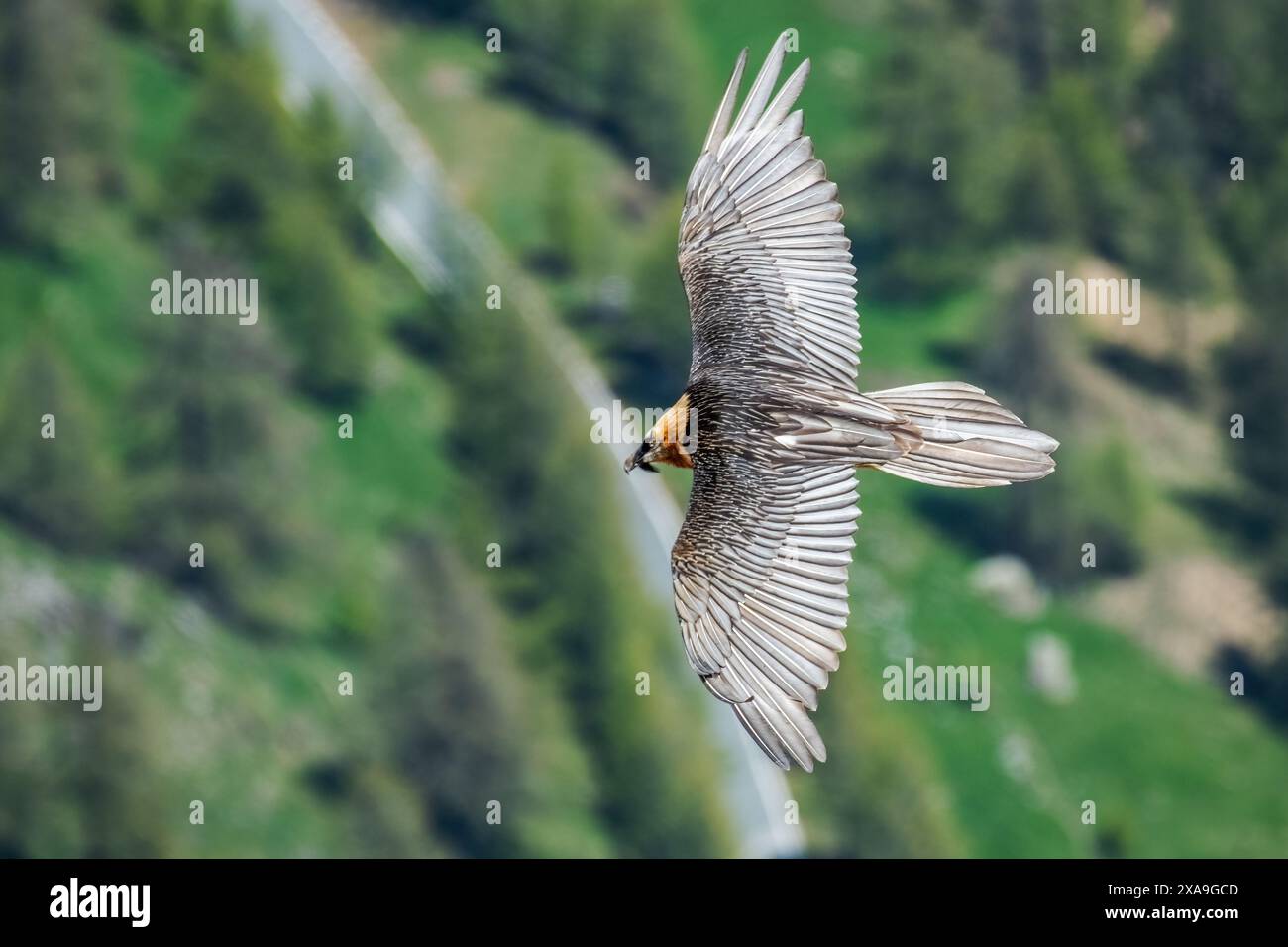 Vue ci-dessus d'un vautours barbu adulte (Gypaetus barbatus), également connu sous le nom de lammergeier et ossifrage en vol au-dessus de la vallée sur un pring ensoleillé da Banque D'Images