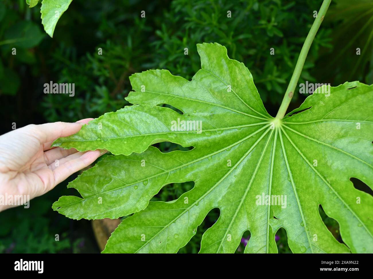 Grande feuille de plante verte avec la main humaine dans le jardin. Banque D'Images