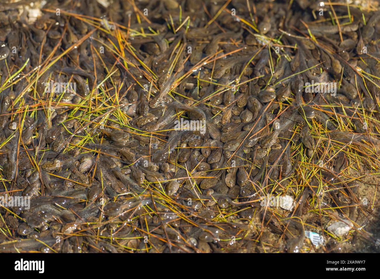 Un banc de petits poissons nageant près du rivage dans des eaux calmes Banque D'Images