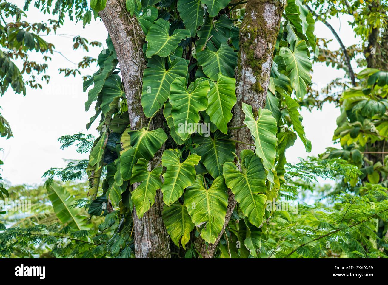 Grand arbre orné d'un feuillage vert luxuriant Banque D'Images