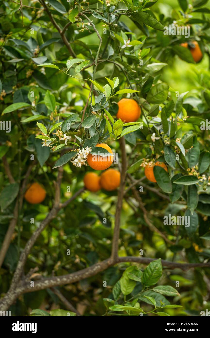 Oranges suspendues à un arbre avec des feuilles vertes vibrantes Banque D'Images