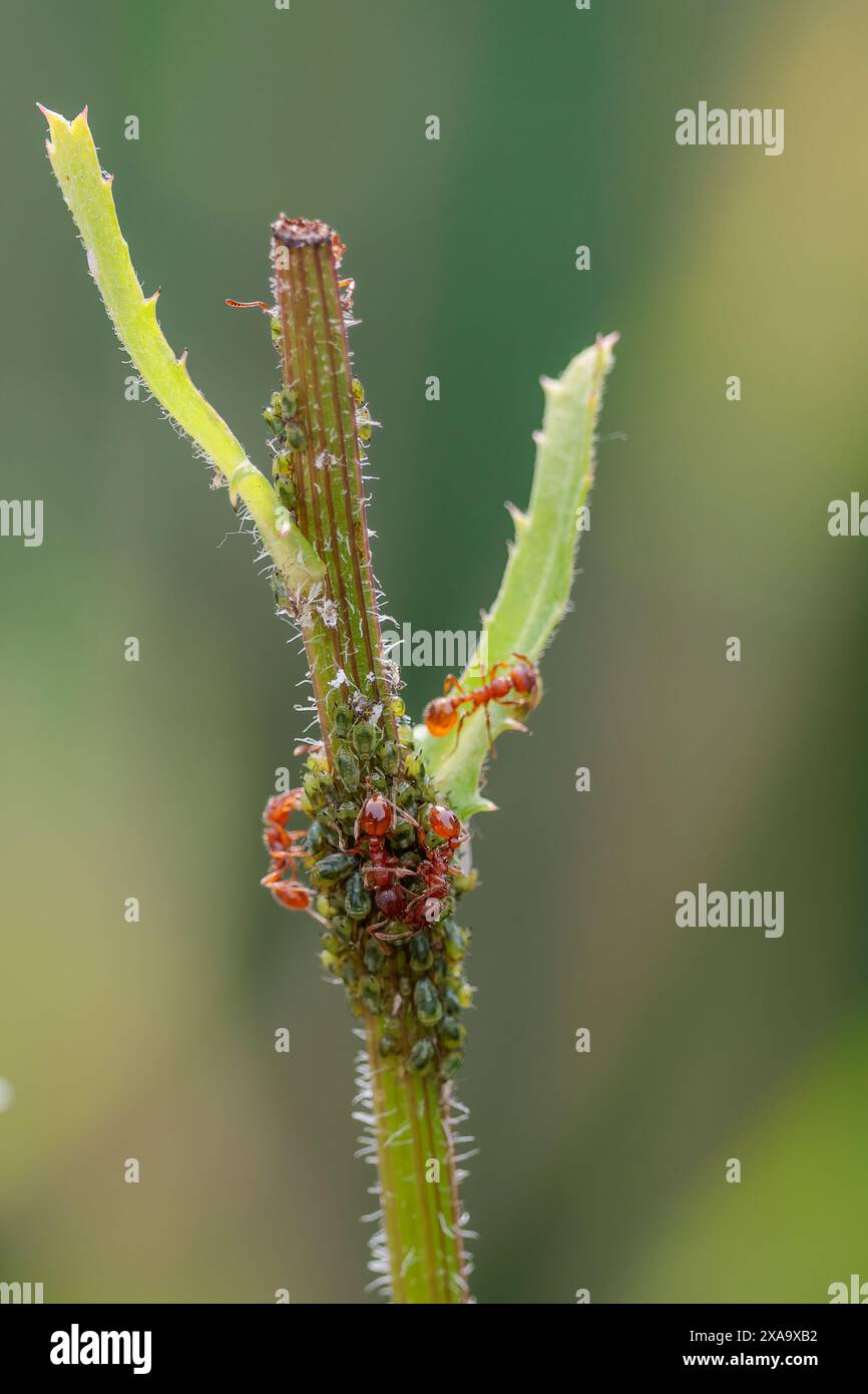 fourmis rouges myrmica rubra, pucerons d'élevage 'trayés' pour le miellat, pucerons et fourmis sur les tiges d'un grand format de marguerite format portrait d'espèces sur fond doux Banque D'Images