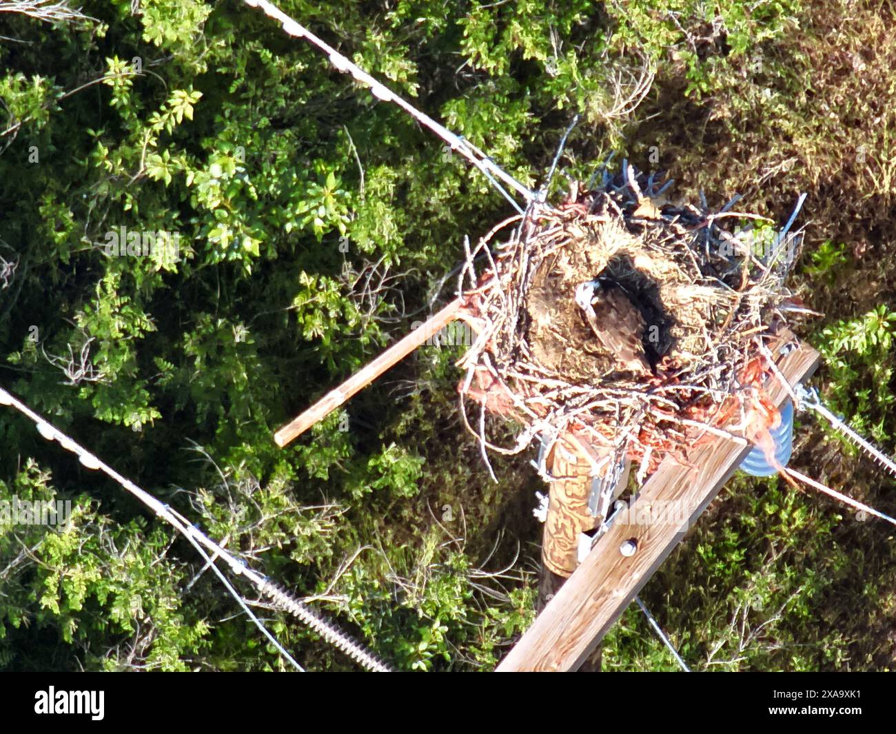 Un oiseau se perche dans son nid sur un poteau utilitaire Banque D'Images