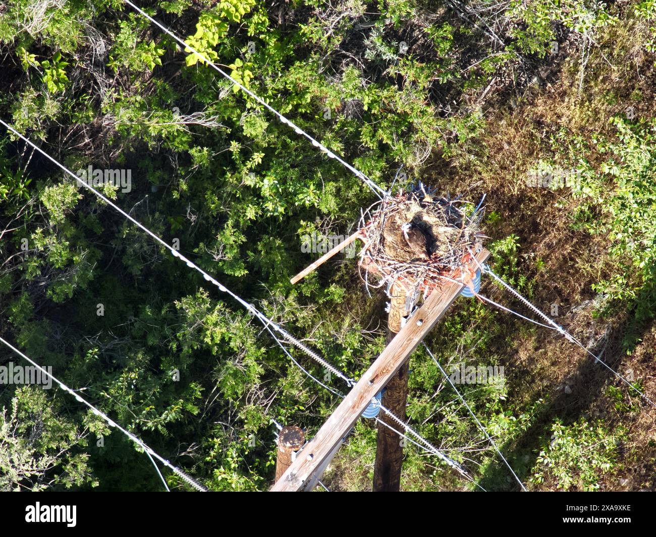 Grand nid d'oiseau près de la ligne électrique vu d'en haut Banque D'Images