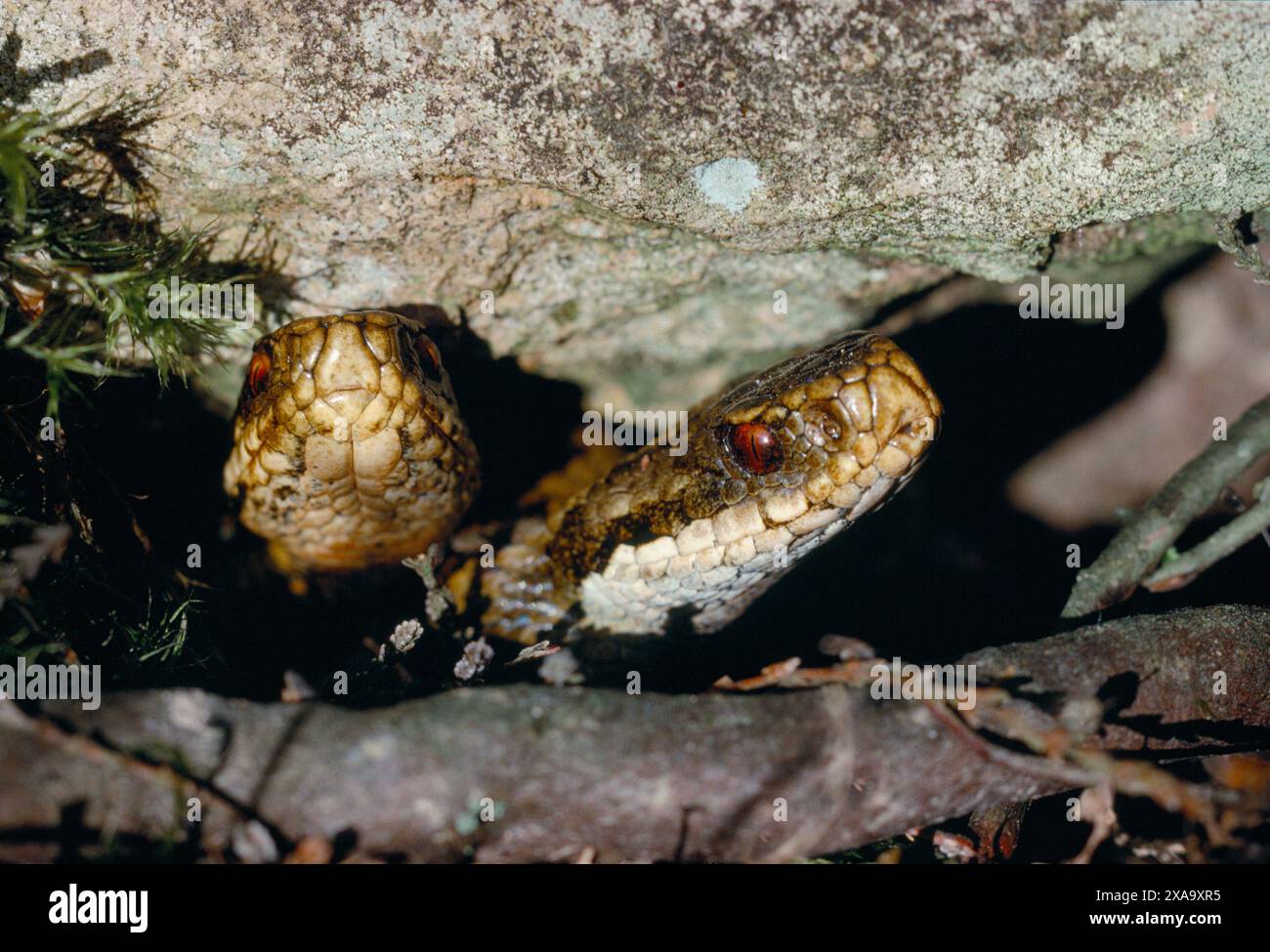 Adder (Vipera berus) deux serpents femelles regardant sous la roche, Lammermuir Hills, Berwickshire, août 1997 Banque D'Images