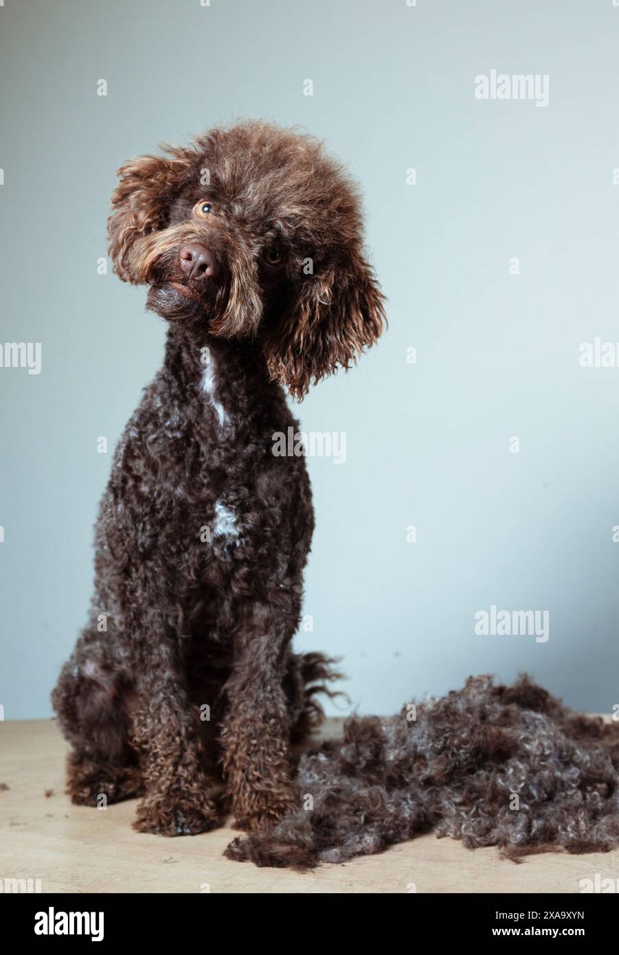 Un chien brun et blanc près d'un tas de fourrure Banque D'Images