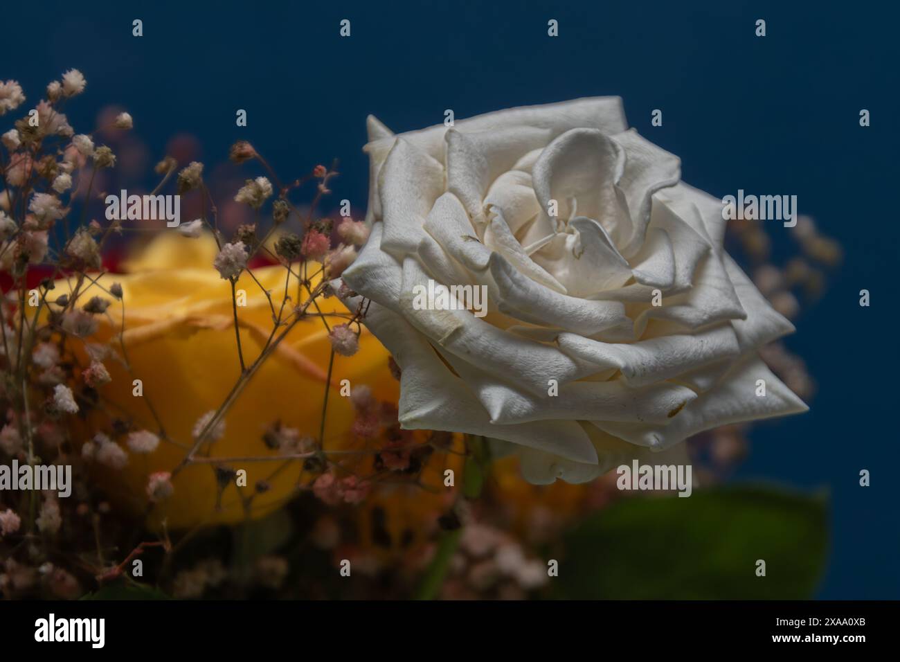 Rose blanche sur vase avec les fleurs de souffle de bébé Banque D'Images