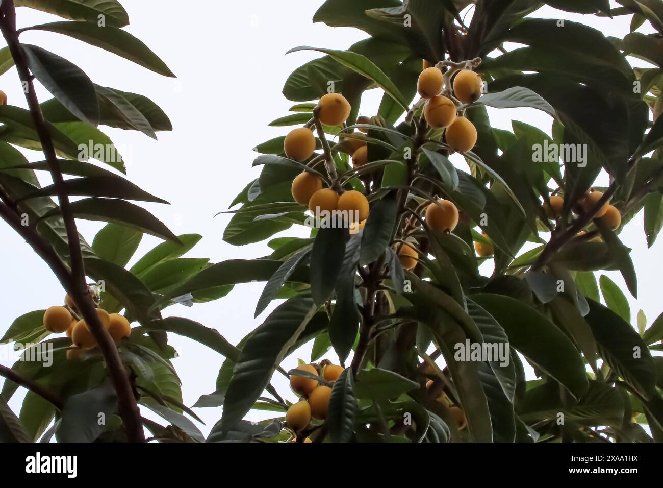 Fruits jaunes abondants suspendus aux branches d'arbres Banque D'Images