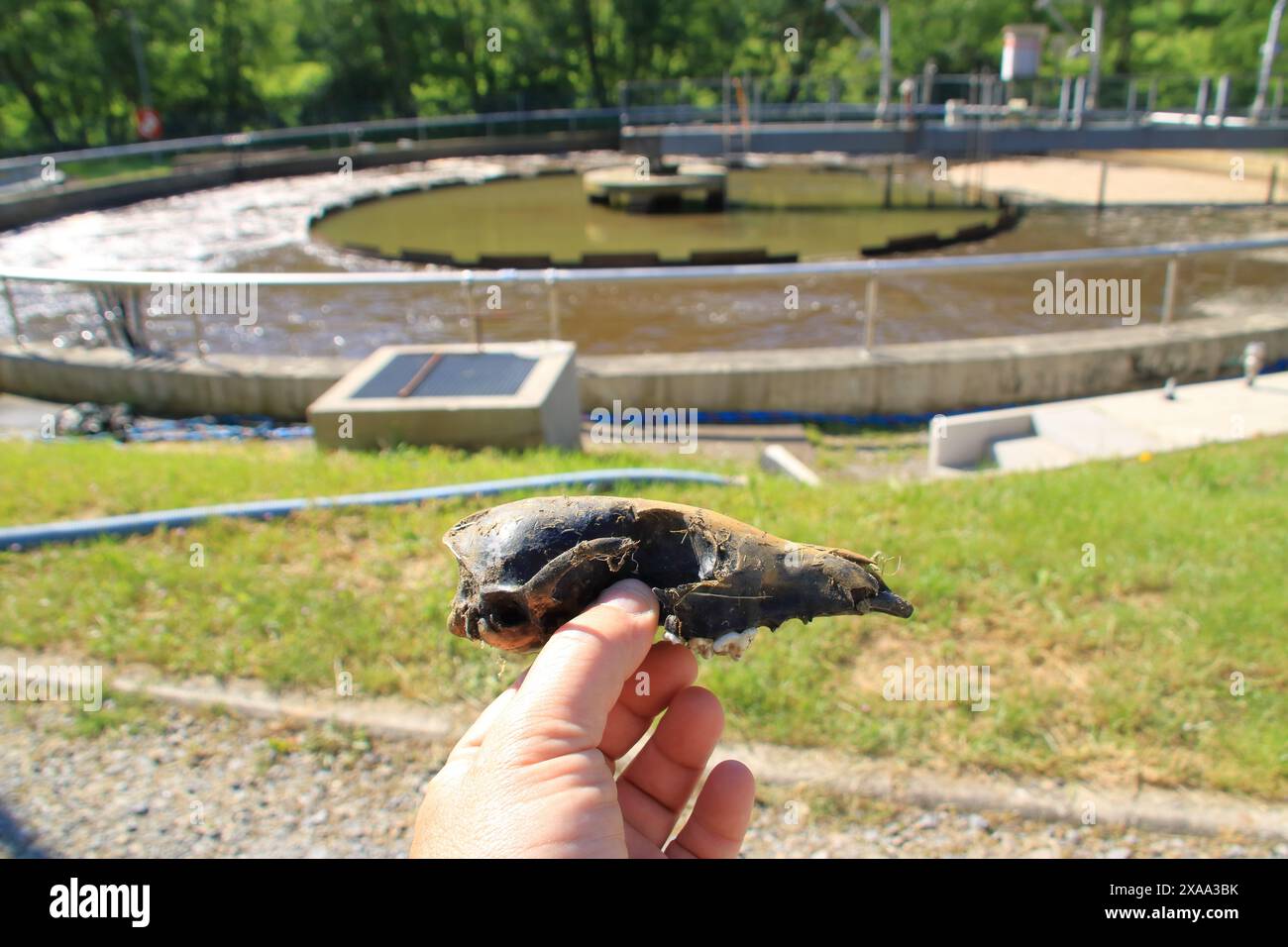 Découverte d'un os dans un bassin d'une station d'épuration Banque D'Images