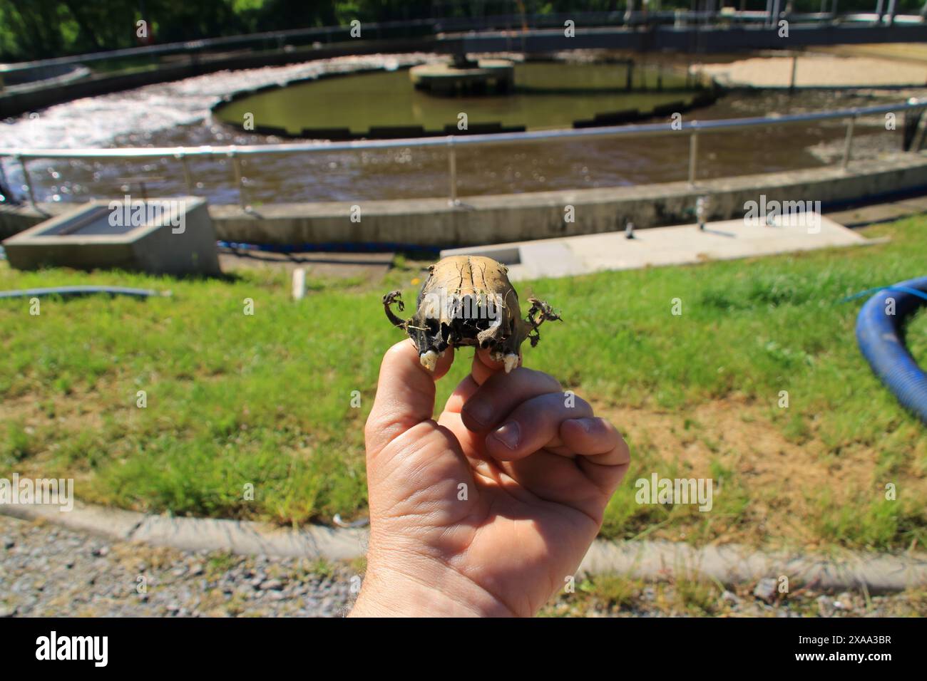 Découverte d'un os dans un bassin d'une station d'épuration Banque D'Images