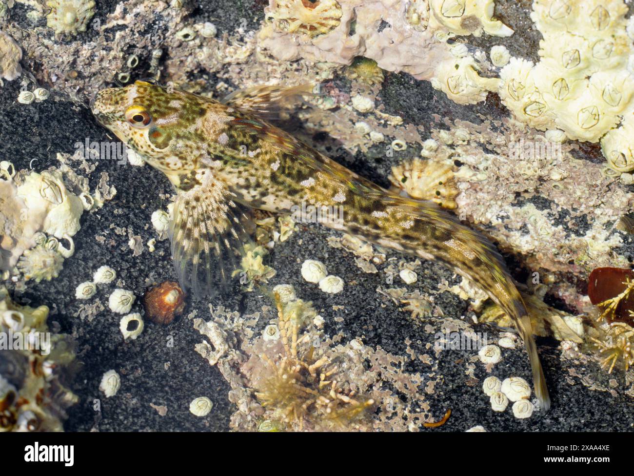 Blenny / Shanny (Blennius pholis) camouflé dans un rocher peu profond, Loch Ailort, Inverness-shire, Écosse, mai 1998 Banque D'Images