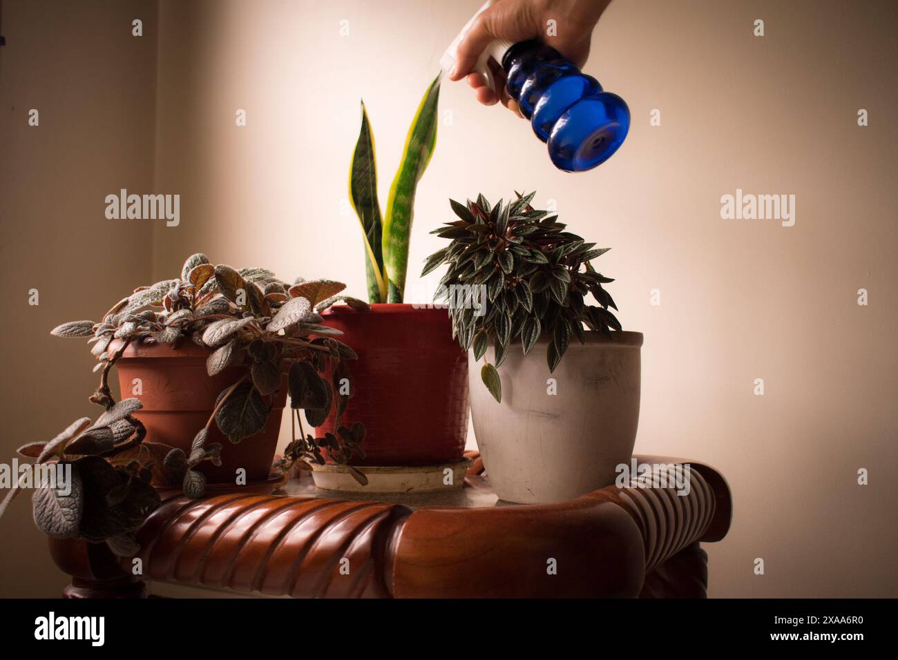 Une main tenant un arroseur de jardin et arrosant les plantes d'intérieur Banque D'Images