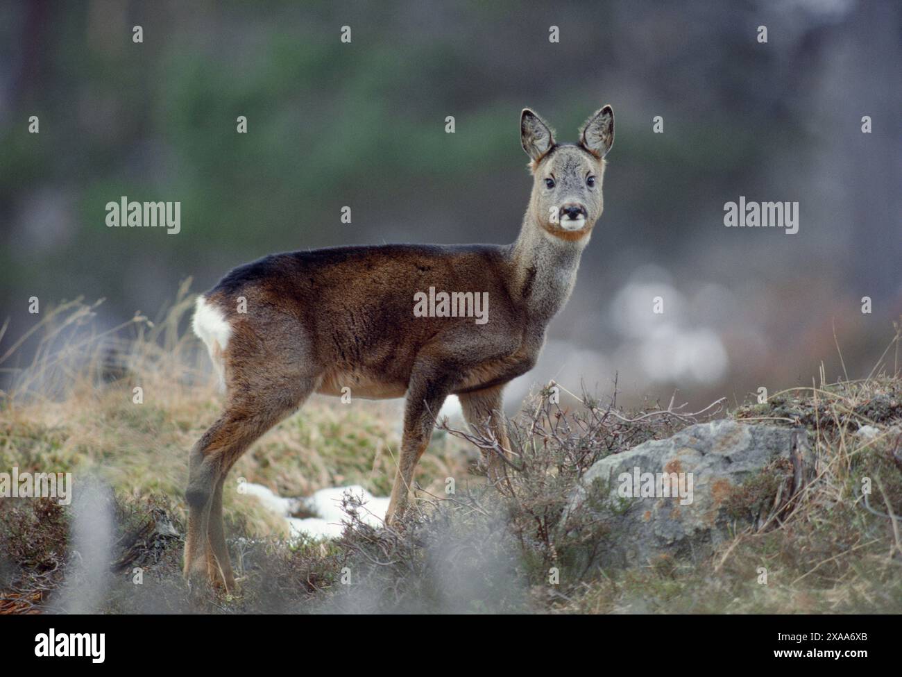 Cerf rodé (Capreolus capreolus) en manteau d'hiver foncé dans la pinède indigène à la fin du printemps, Deeside, parc national de Cairngorms, Écosse, mars Banque D'Images